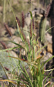 Close image of buffelgrass, seeds with a purplish hue on a bumpy rachis in focus