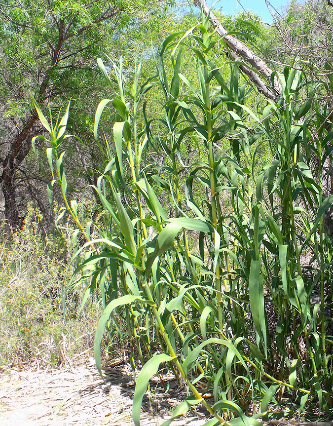 Giant Reed - detail