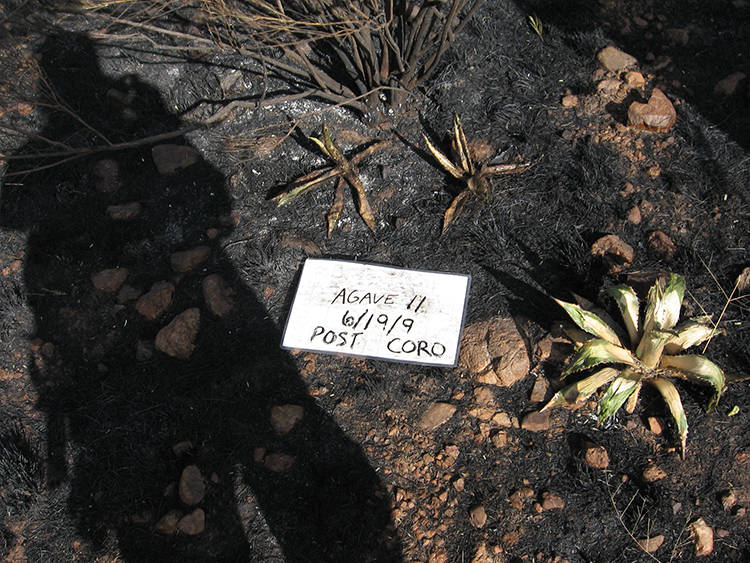 Agave heavily damaged by intense fire behavior generated by heavy Lehmann lovegrass during a prescribed burn.  All three agaves were dead one year after this photo was taken.