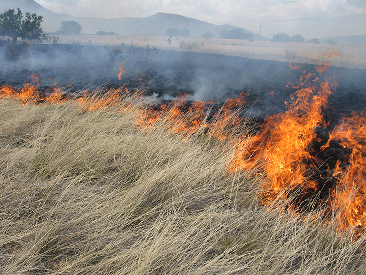 Prescribed fire backing through dense Lehmann lovegrass monoculture.