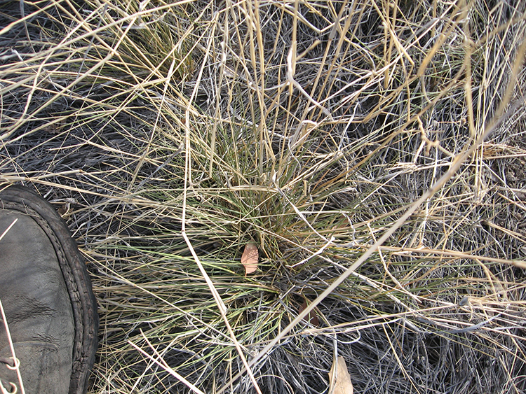 New growth of Lehmann lovegrass, with previous year’s standing flower stalks, and older dead thatch covering the ground.