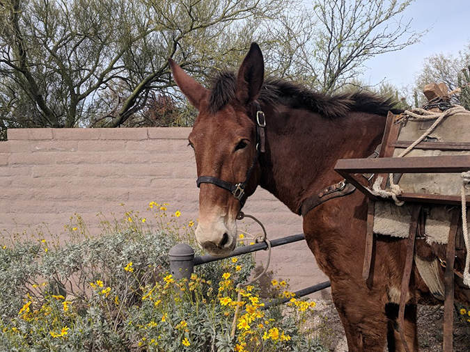 Mule in harness being prepared to carry water in to Pima Canyon