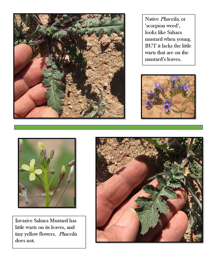 Identification guide to Sahara Mustard