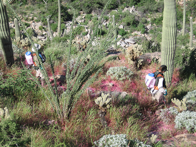 Volunteers Spraying