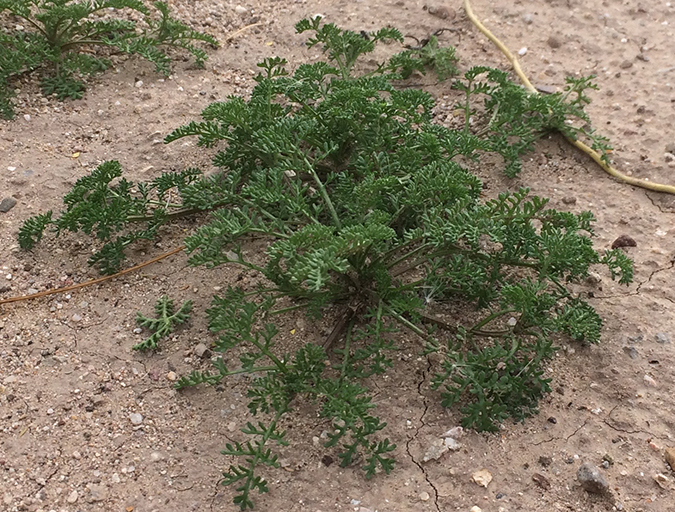 Stinknet leaves