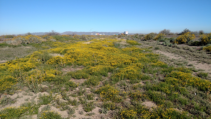 Large patch of Stinknet growing next to a busy road