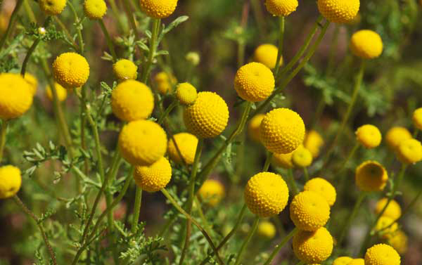 Stinknet flowers